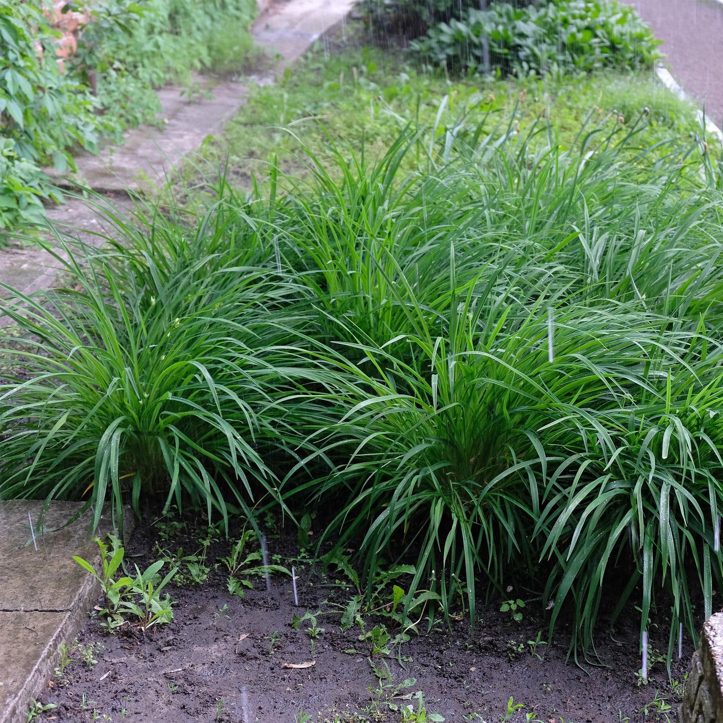 Siergrassen - Carex morrowii Irish Green - Winterhard - Forestbloom