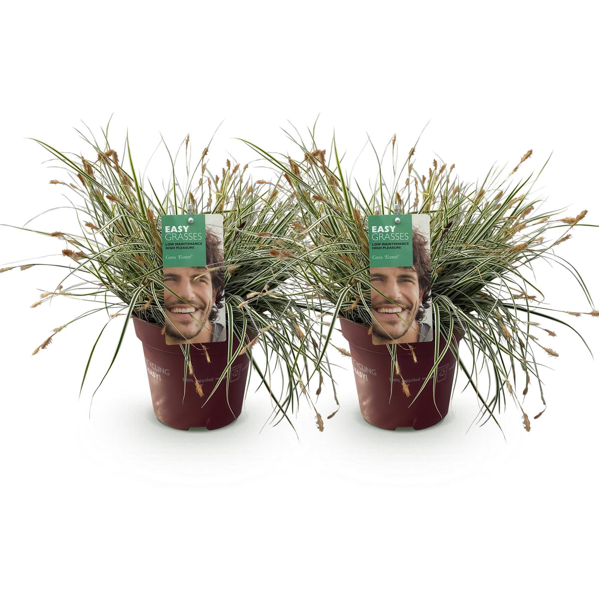 Siergrassen - Carex oshimensis Everest - 2 Planten - Forestbloom