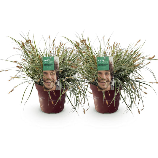 Siergrassen - Carex oshimensis Everest - 2 Planten - Forestbloom