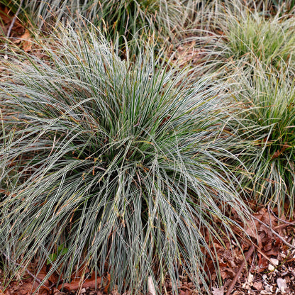 Siergrassen - Carex oshimensis Everest - 2 Planten - Forestbloom