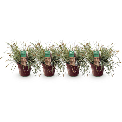 Siergrassen - Carex oshimensis Everest - 4 Planten - Forestbloom