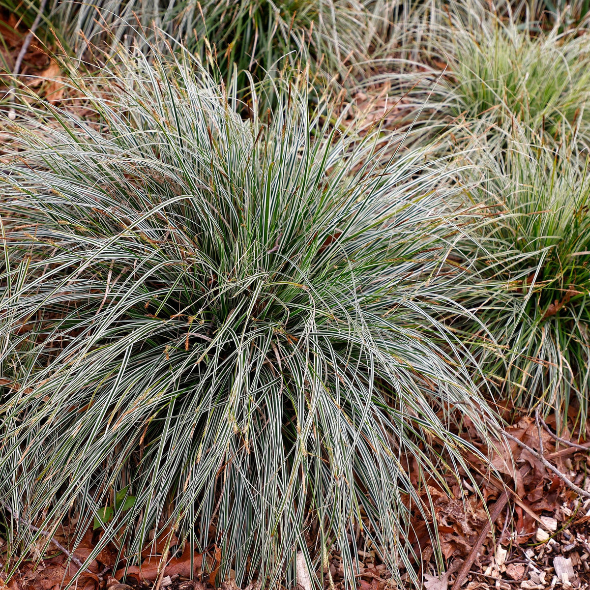Siergrassen - Carex oshimensis Everest - 4 Planten - Forestbloom