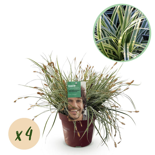 Siergrassen - Carex oshimensis Everest - 4 Planten - Forestbloom