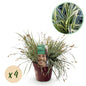 Siergrassen - Carex oshimensis Everest - 4 Planten - Forestbloom