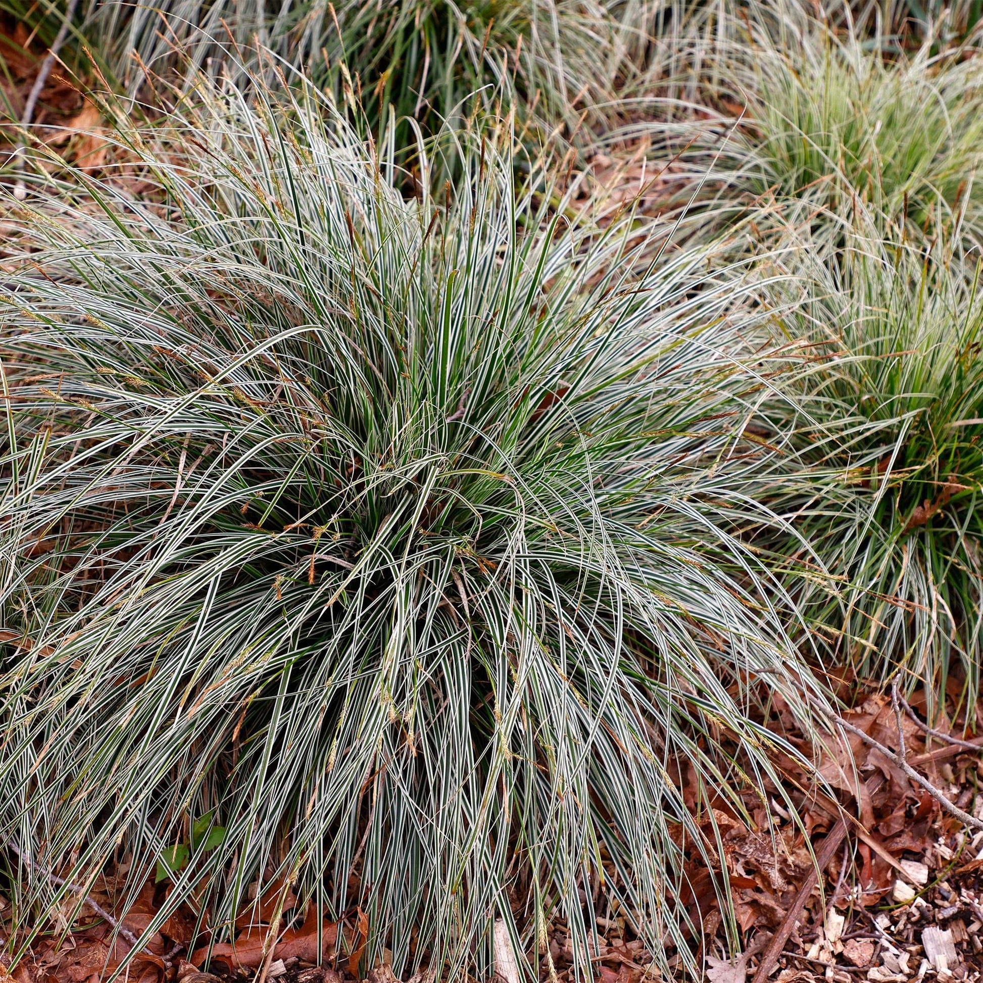 Siergrassen - Carex oshimensis Everest - Winterhard - Forestbloom