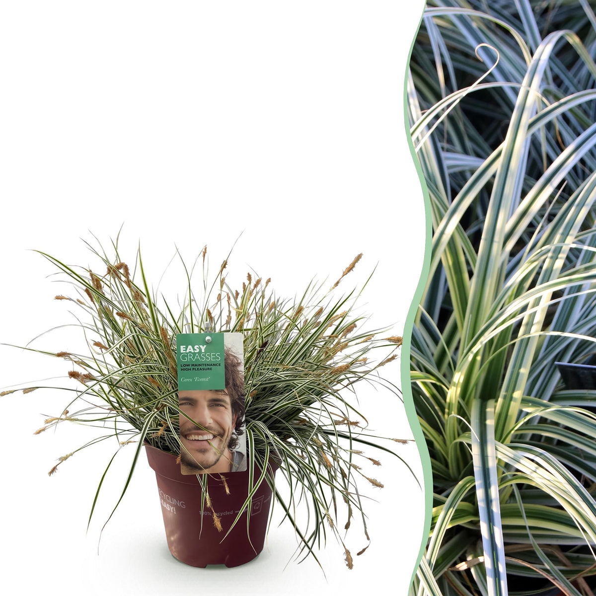 Siergrassen - Carex oshimensis Everest - Winterhard - Forestbloom