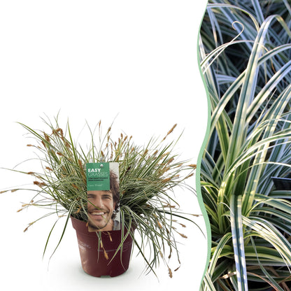 Siergrassen - Carex oshimensis Everest - Winterhard - Forestbloom