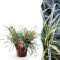 Siergrassen - Carex oshimensis Everest - Winterhard - Forestbloom