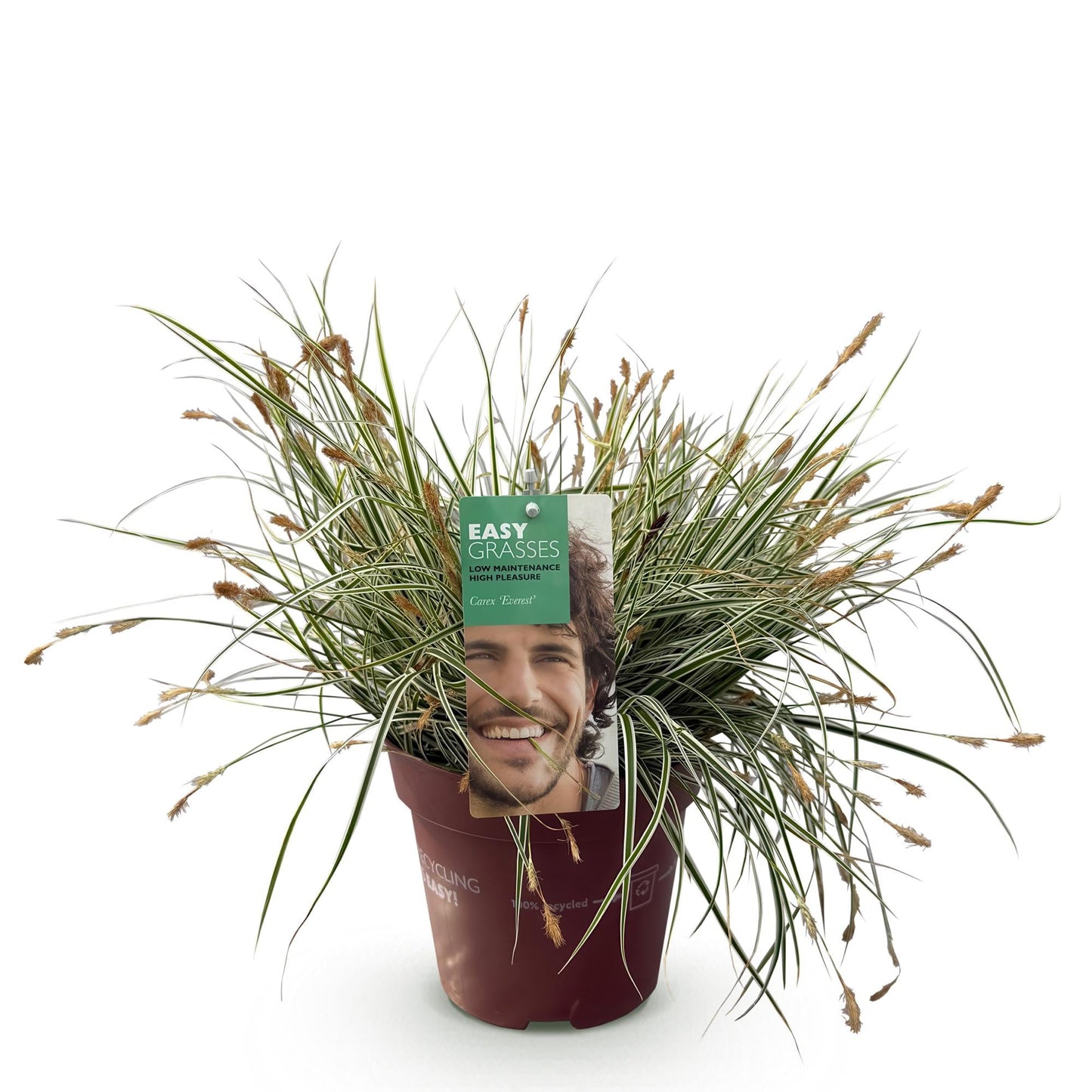 Siergrassen - Carex oshimensis Everest - Winterhard - Forestbloom