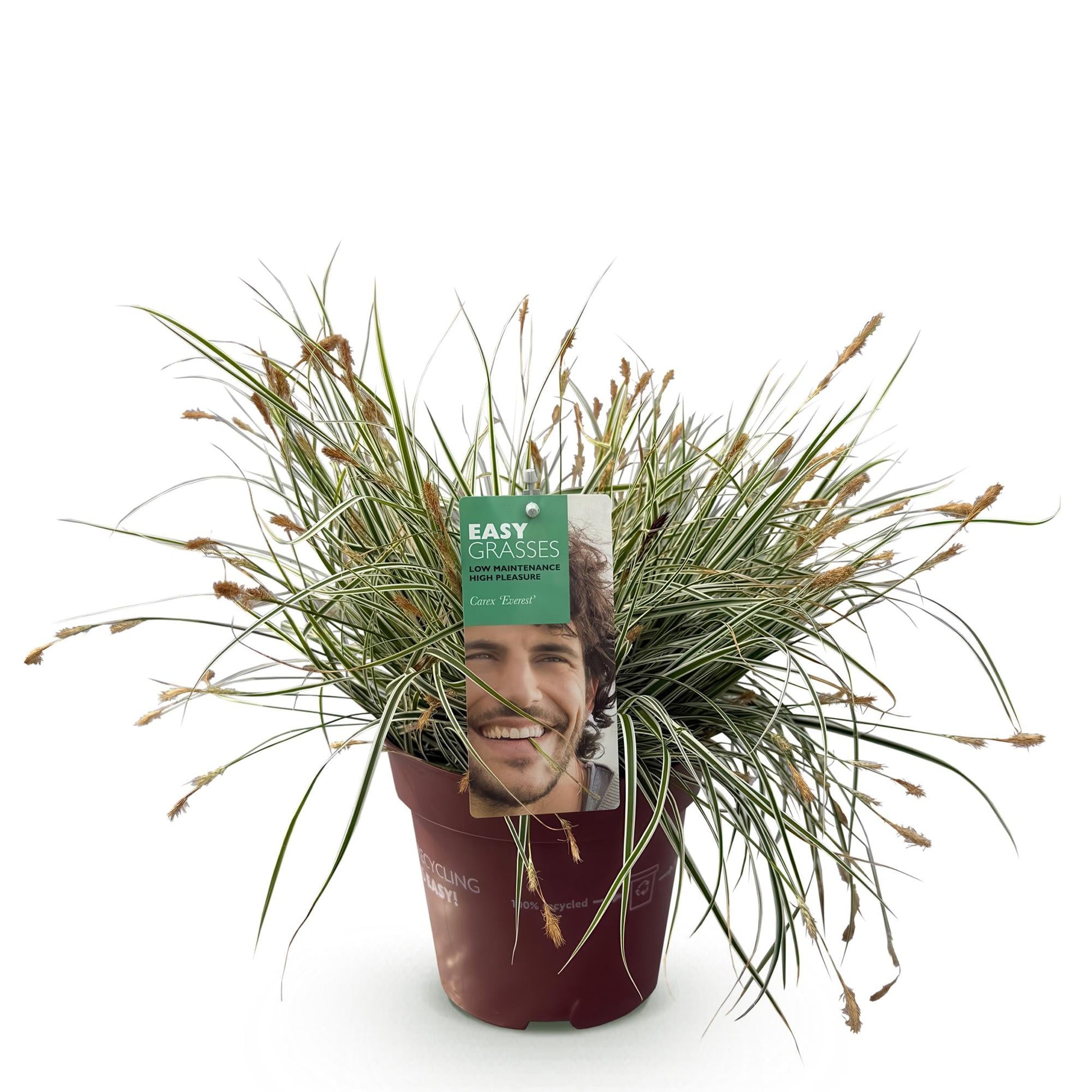 Siergrassen - Carex oshimensis Everest - Winterhard - Forestbloom