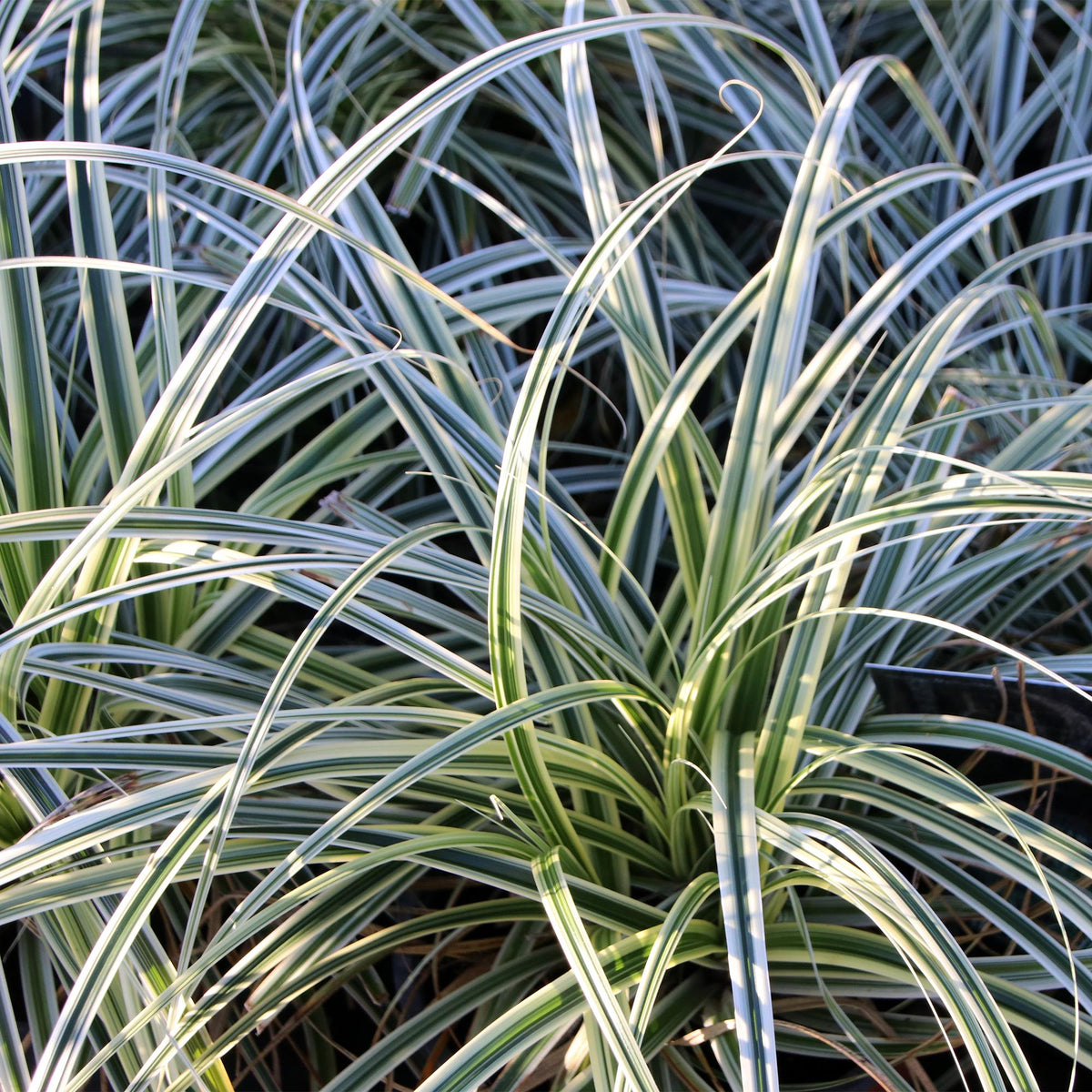 Siergrassen - Carex oshimensis Everest - Winterhard - Forestbloom