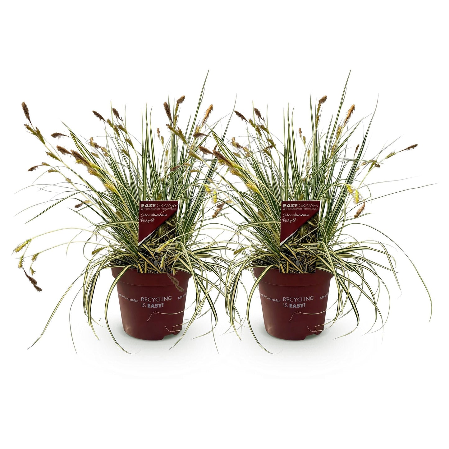 Siergrassen - Carex oshimensis Evergold - 2 Planten - Forestbloom