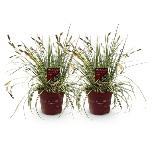 Siergrassen - Carex oshimensis Evergold - 2 Planten - Forestbloom