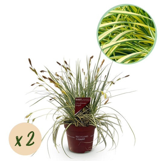 Siergrassen - Carex oshimensis Evergold - 2 Planten - Forestbloom