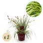 Siergrassen - Carex oshimensis Evergold - 2 Planten - Forestbloom