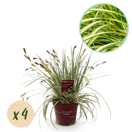 Siergrassen - Carex oshimensis Evergold - 4 Planten - Forestbloom