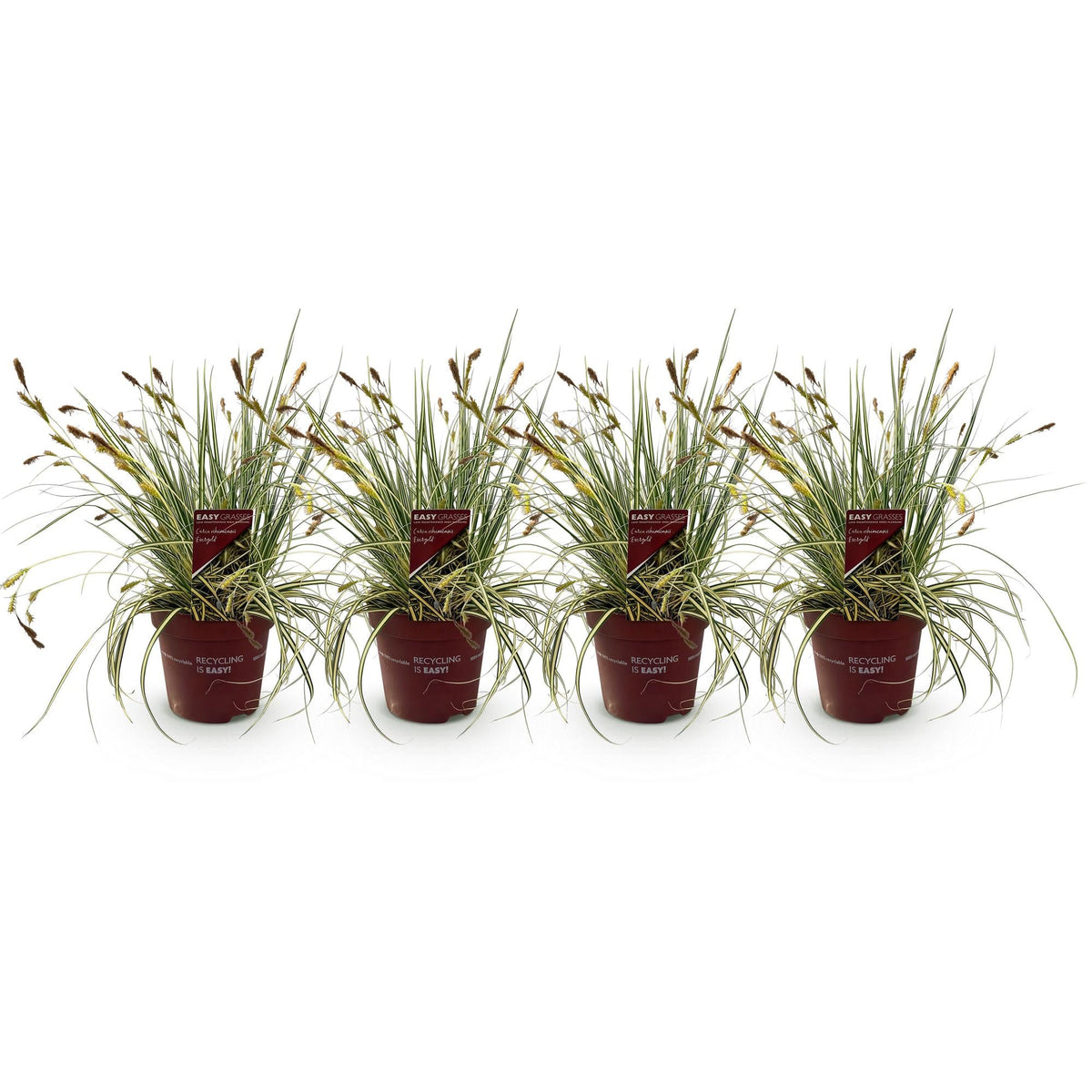 Siergrassen - Carex oshimensis Evergold - 4 Planten - Forestbloom