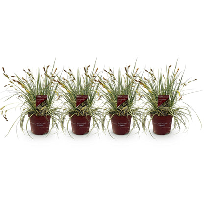Siergrassen - Carex oshimensis Evergold - 4 Planten - Forestbloom