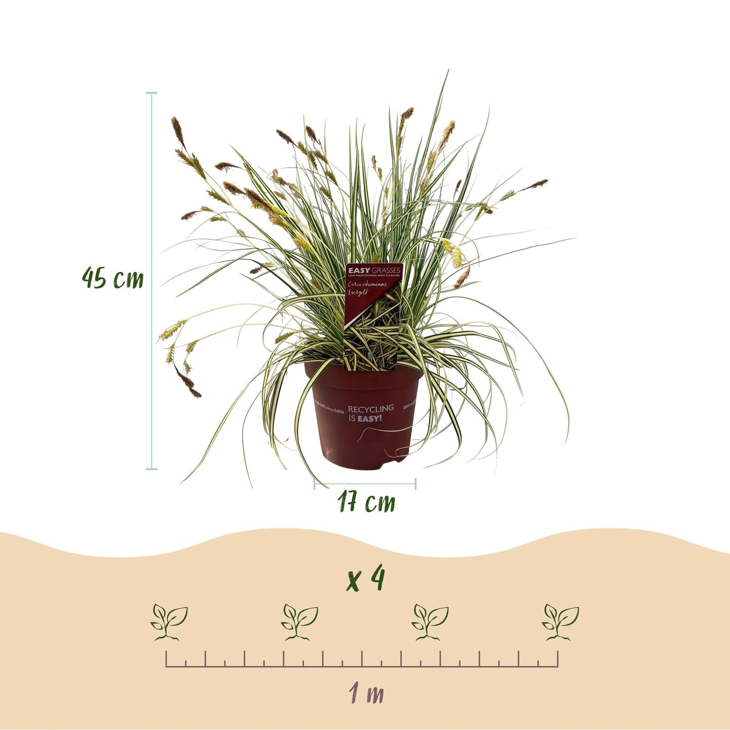 Siergrassen - Carex oshimensis Evergold - 4 Planten - Forestbloom