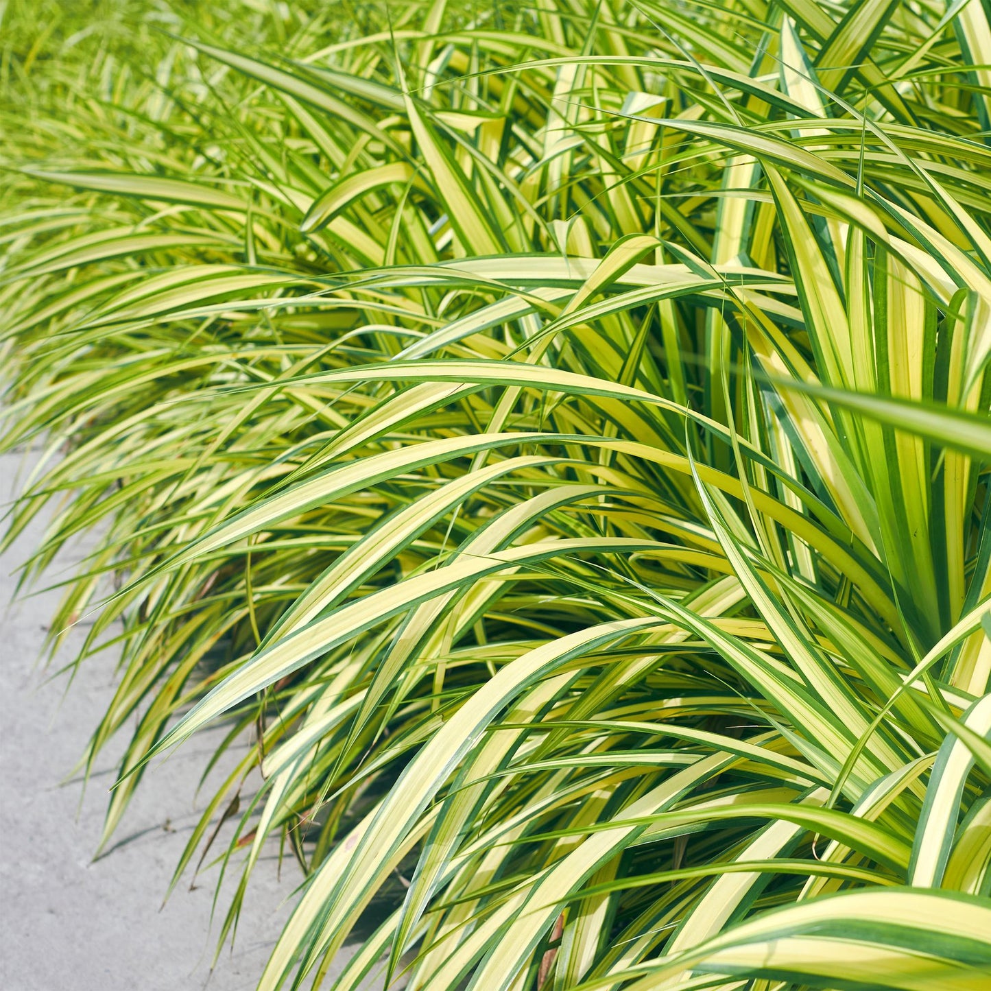 Siergrassen - Carex oshimensis Evergold - 4 Planten - Forestbloom