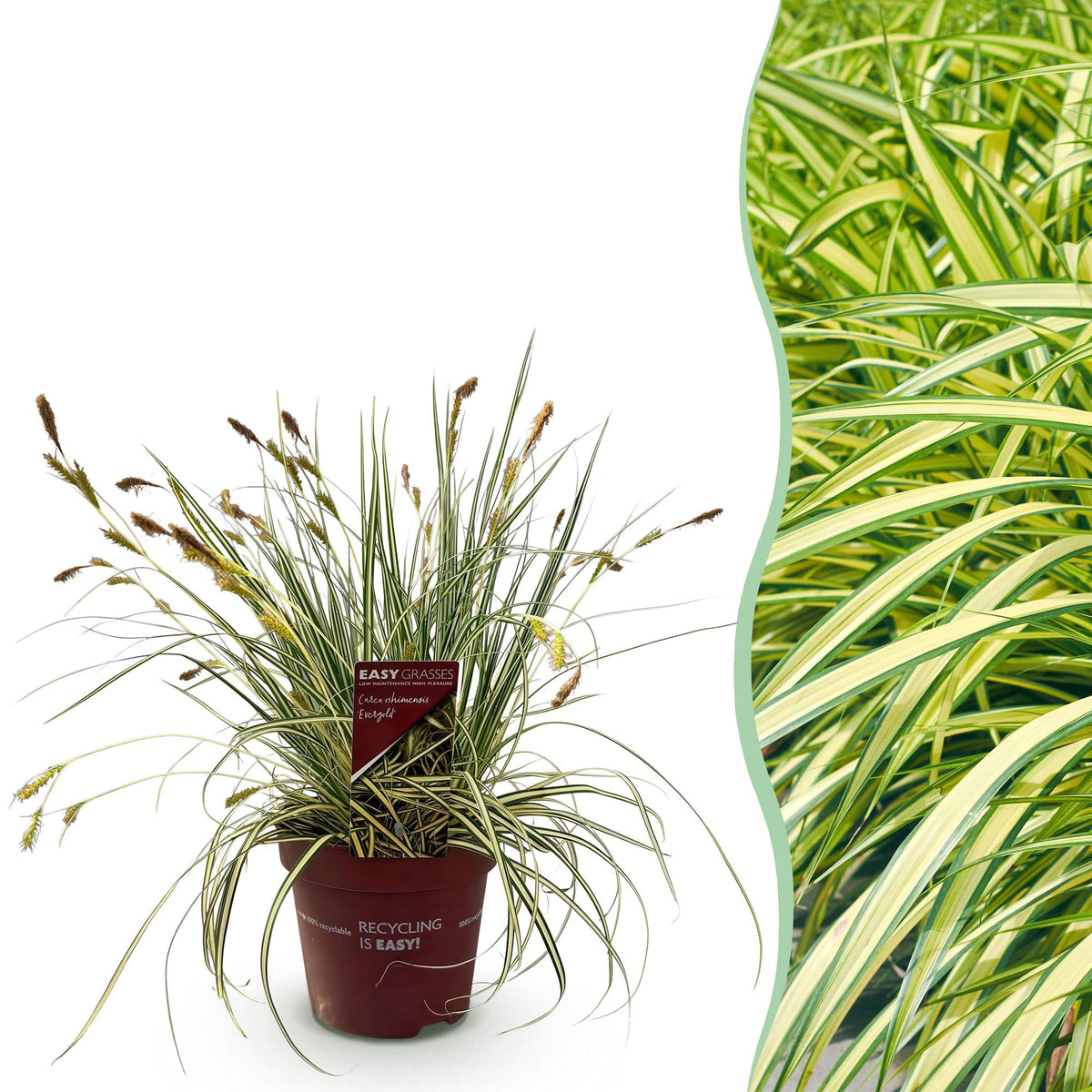 Siergrassen - Carex oshimensis Evergold - Winterhard - Forestbloom
