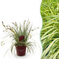 Siergrassen - Carex oshimensis Evergold - Winterhard - Forestbloom