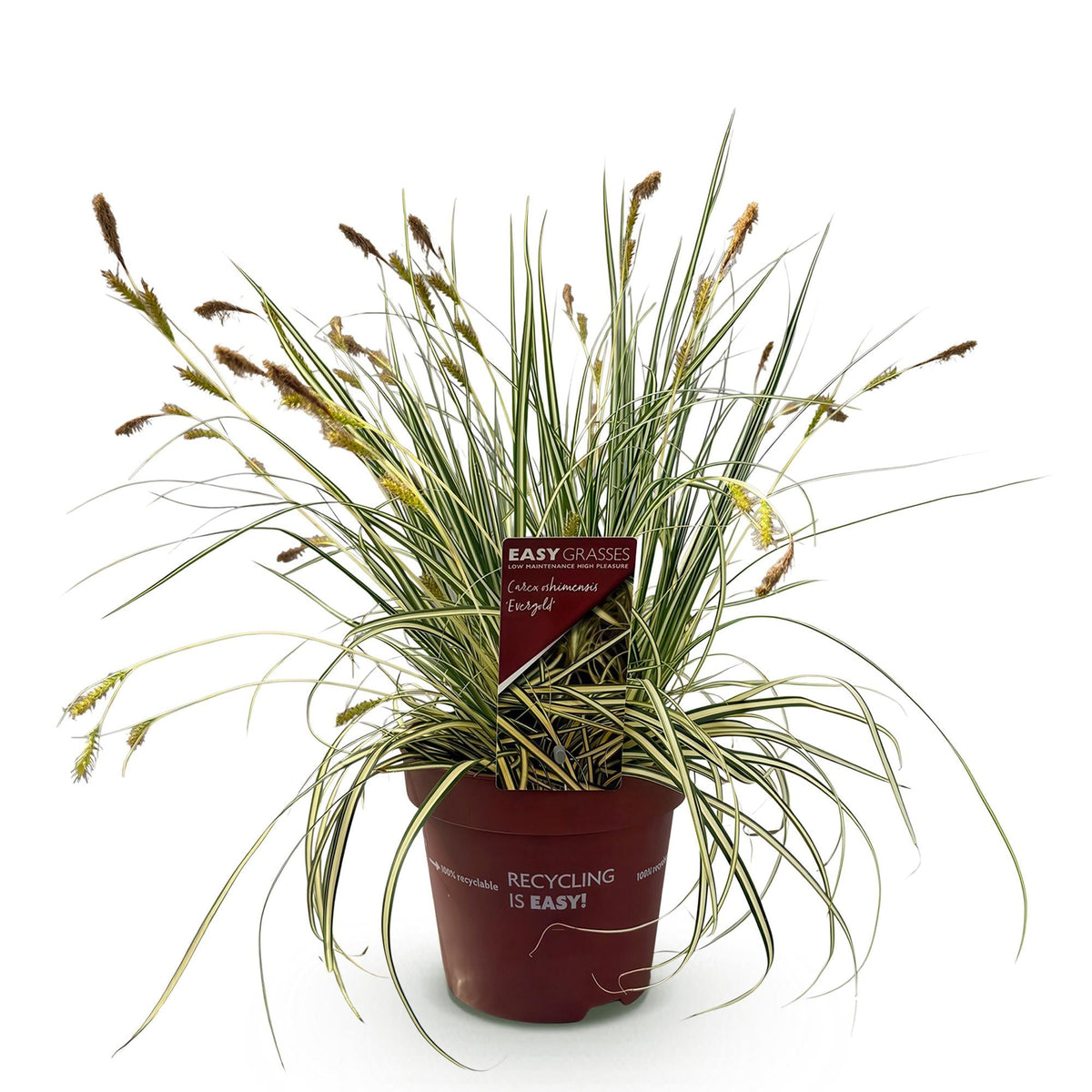 Siergrassen - Carex oshimensis Evergold - Winterhard - Forestbloom