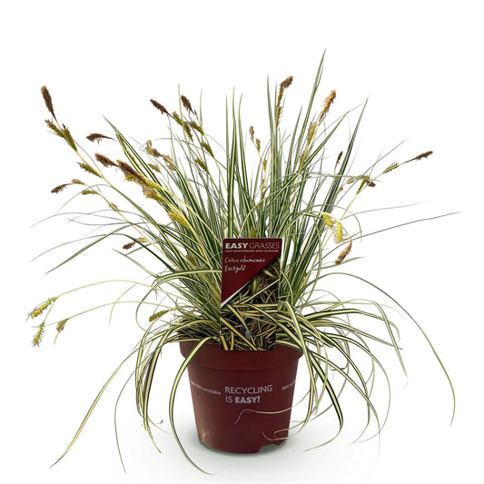 Siergrassen - Carex oshimensis Evergold - Winterhard - Forestbloom