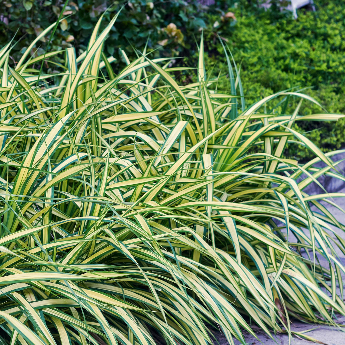 Siergrassen - Carex oshimensis Evergold - Winterhard - Forestbloom