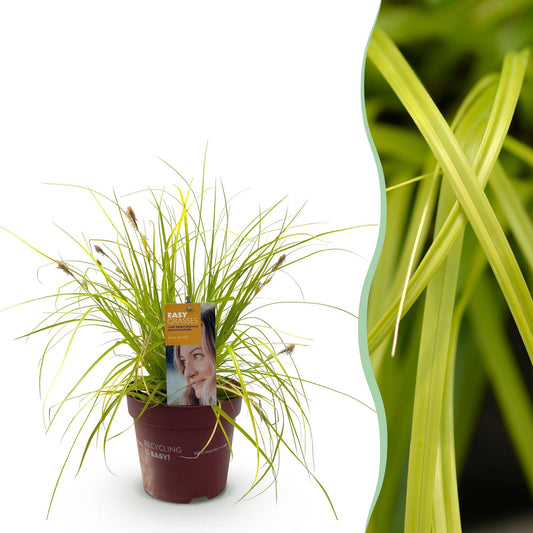 Siergrassen - Carex oshimensis Everillo - 1 Planten - Winterhard - Forestbloom