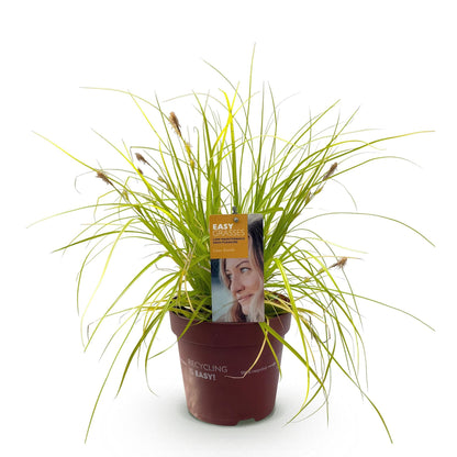 Siergrassen - Carex oshimensis Everillo - 1 Planten - Winterhard - Forestbloom