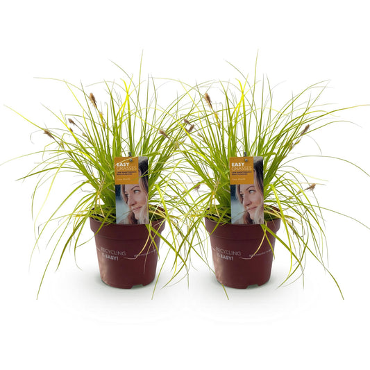 Siergrassen - Carex oshimensis Everillo - 2 Planten - Forestbloom