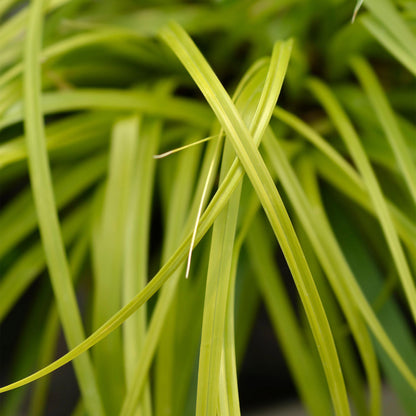 Siergrassen - Carex oshimensis Everillo - 2 Planten - Forestbloom