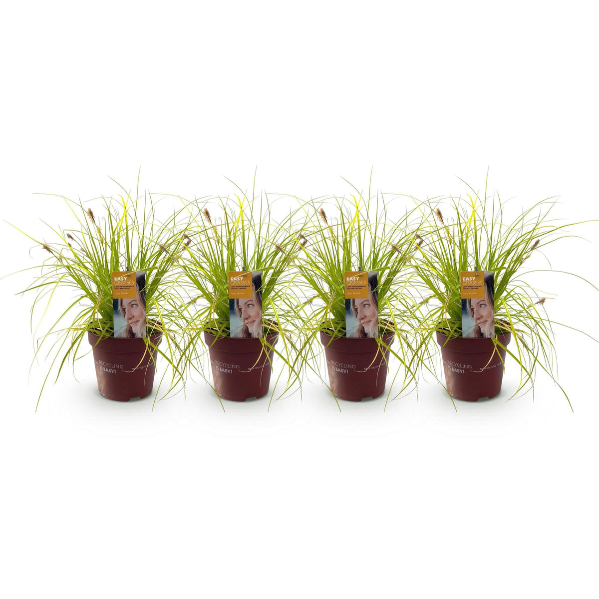 Siergrassen - Carex oshimensis Everillo - 4 Planten - Forestbloom