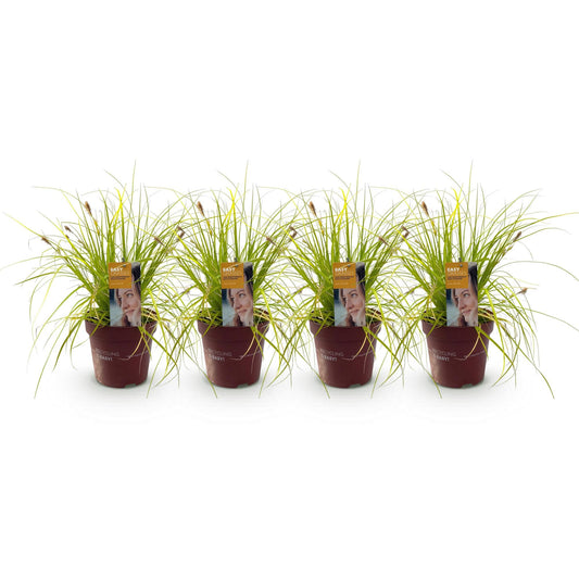 Siergrassen - Carex oshimensis Everillo - 4 Planten - Forestbloom