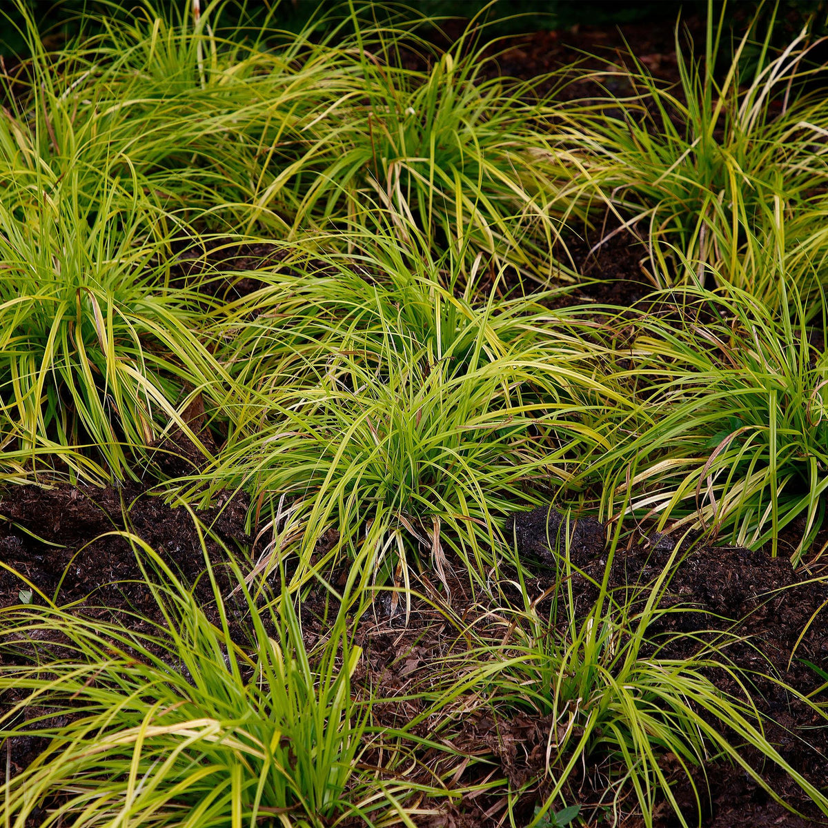 Siergrassen - Carex oshimensis Everillo - 4 Planten - Forestbloom