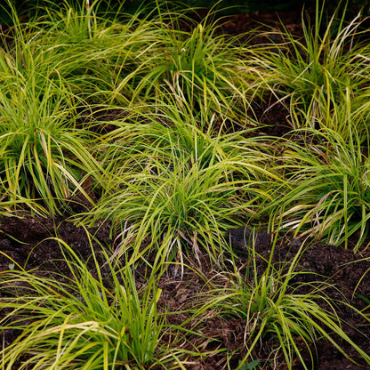 Siergrassen - Carex oshimensis Everillo - 4 Planten - Forestbloom