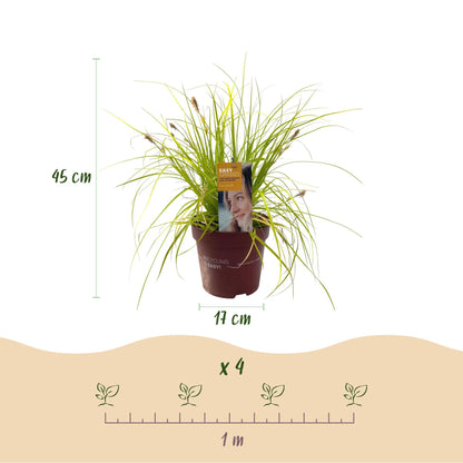 Siergrassen - Carex oshimensis Everillo - 4 Planten - Forestbloom