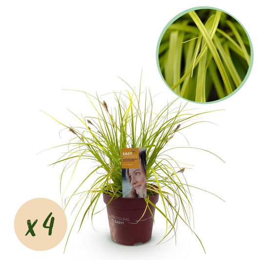 Siergrassen - Carex oshimensis Everillo - 4 Planten - Forestbloom
