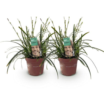 Siergrassen - Carex oshimensis Intense Green - 2 Planten - Forestbloom