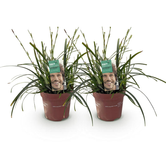Siergrassen - Carex oshimensis Intense Green - 2 Planten - Forestbloom