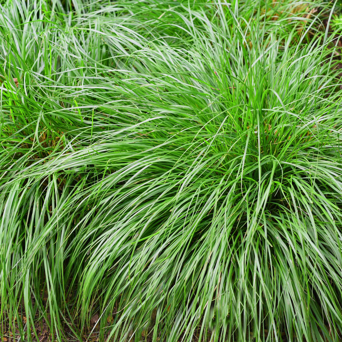 Siergrassen - Carex oshimensis Intense Green - 2 Planten - Forestbloom