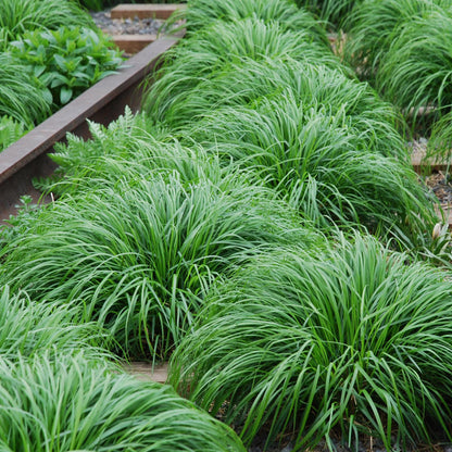 Siergrassen - Carex oshimensis Intense Green - 4 Planten - Forestbloom