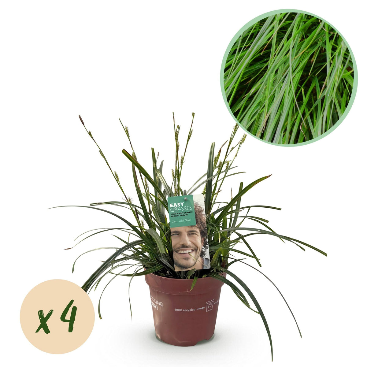 Siergrassen - Carex oshimensis Intense Green - 4 Planten - Forestbloom