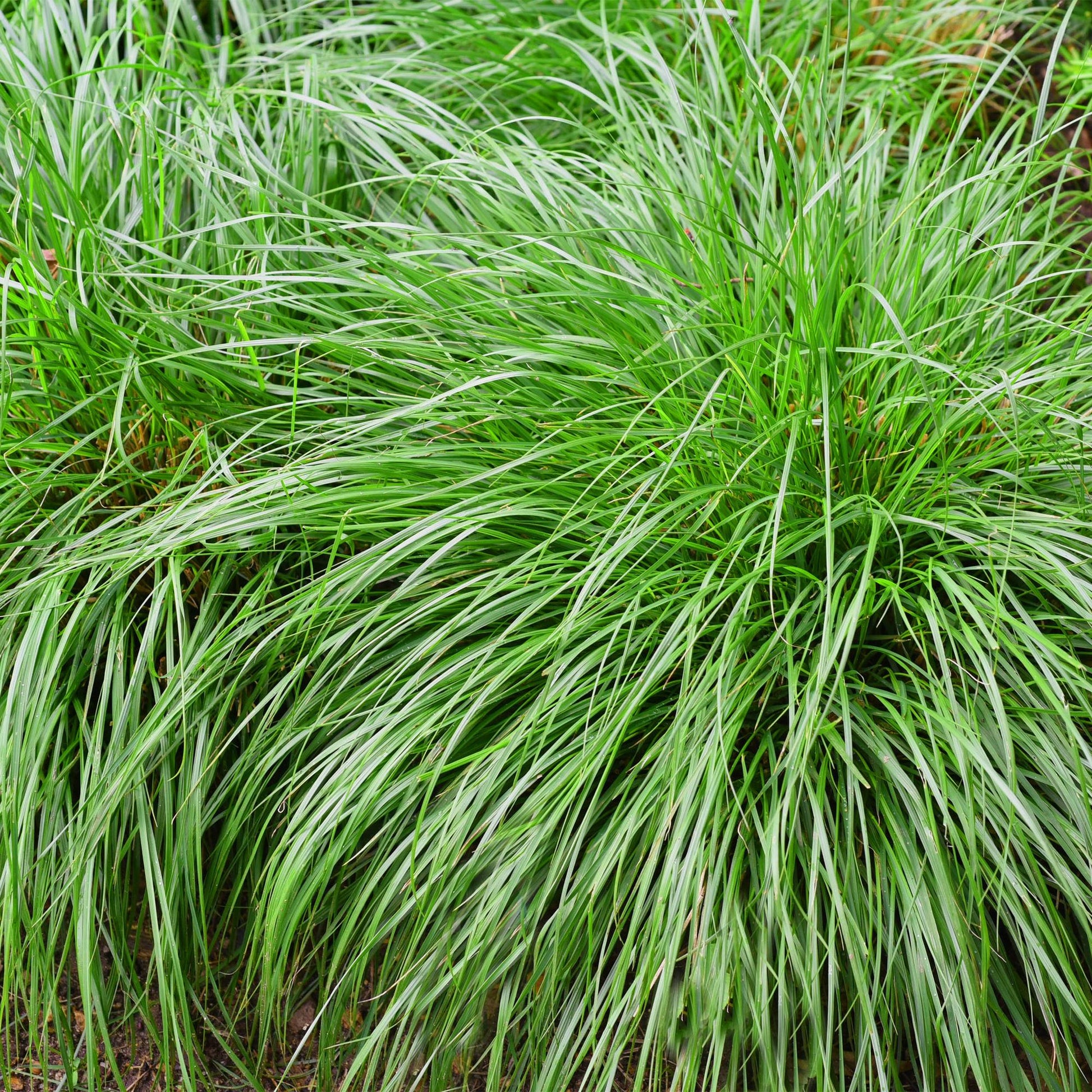 Siergrassen - Carex oshimensis Intense Green - 4 Planten - Forestbloom