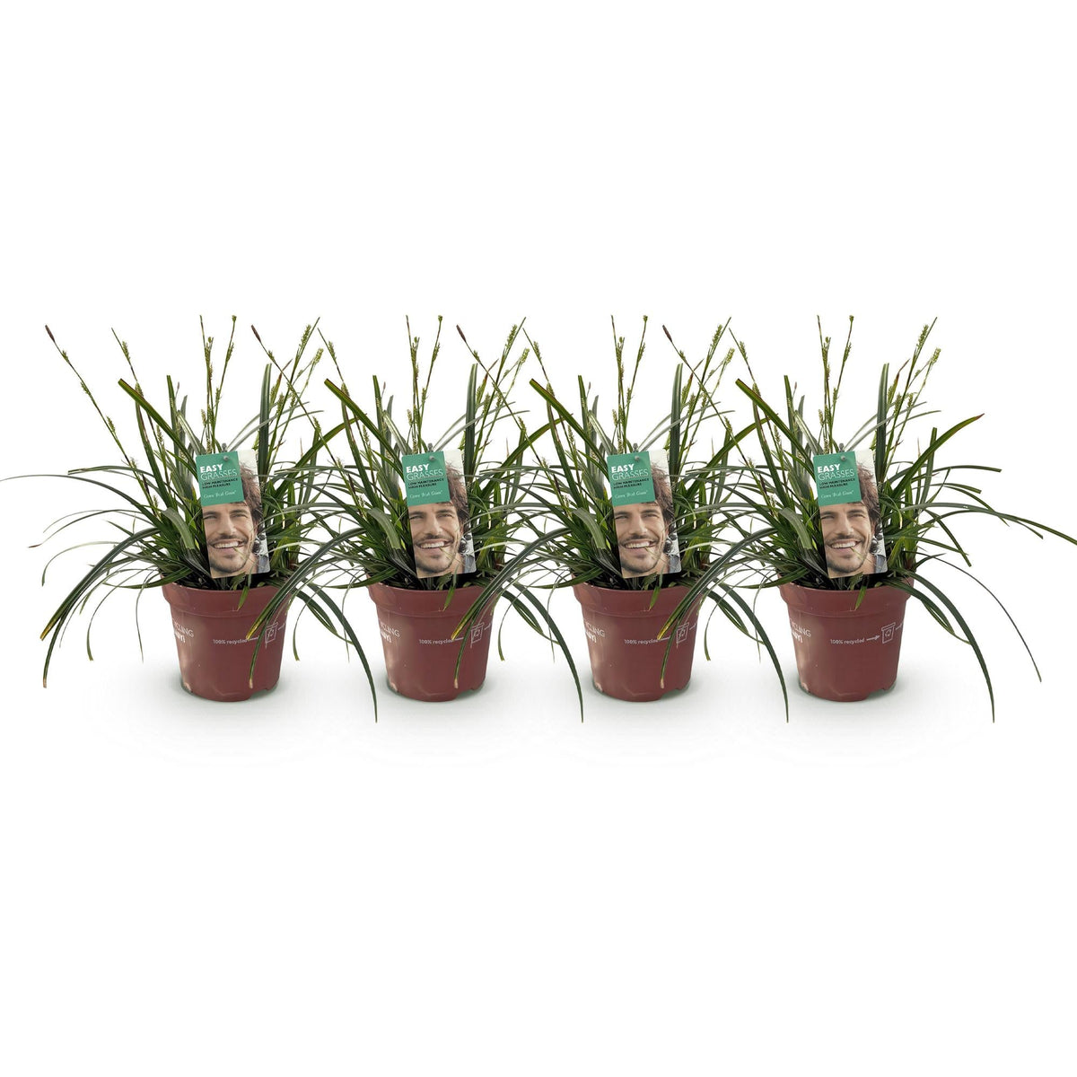 Siergrassen - Carex oshimensis Intense Green - 4 Planten - Forestbloom