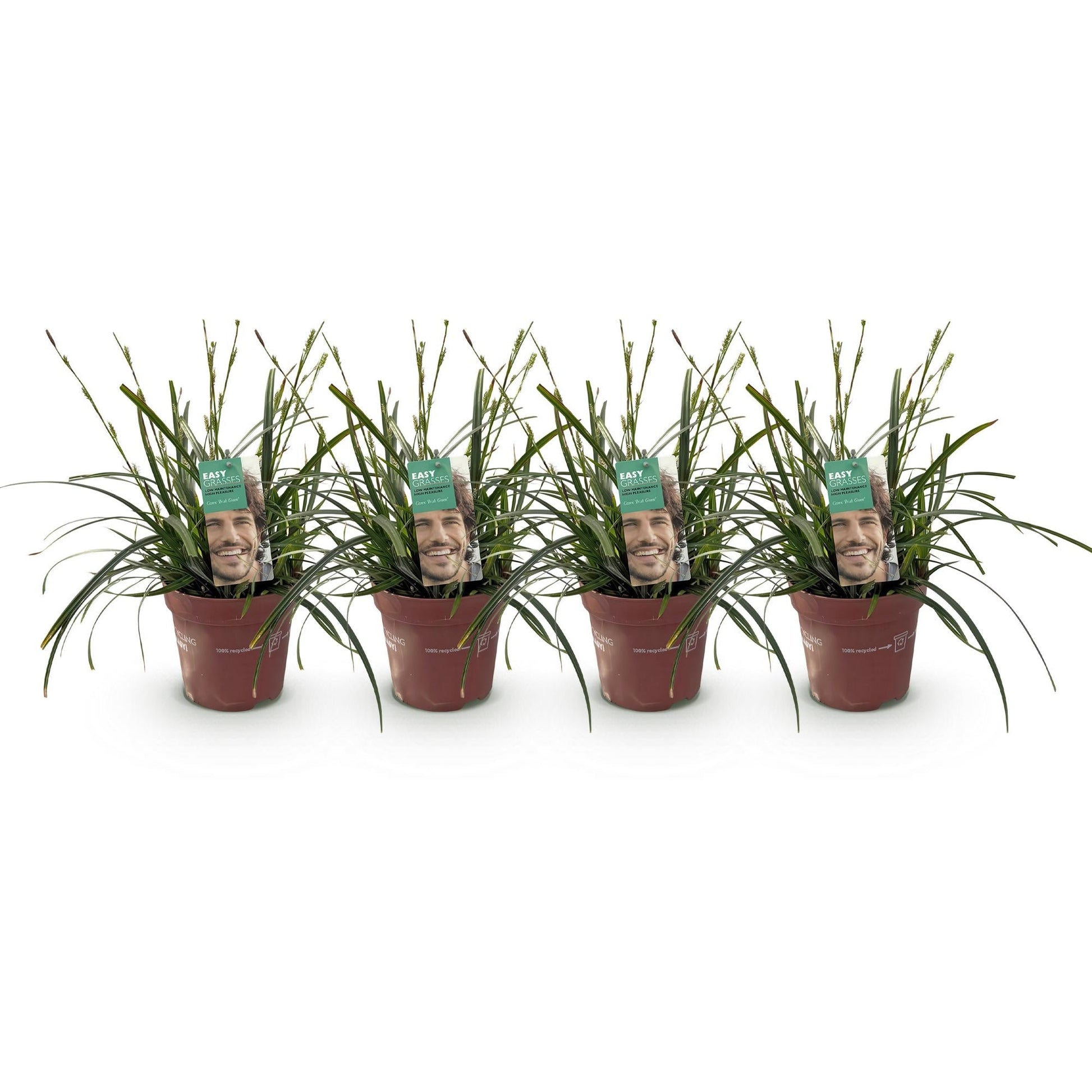 Siergrassen - Carex oshimensis Intense Green - 4 Planten - Forestbloom