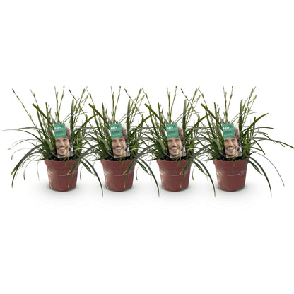 Siergrassen - Carex oshimensis Intense Green - 4 Planten - Forestbloom