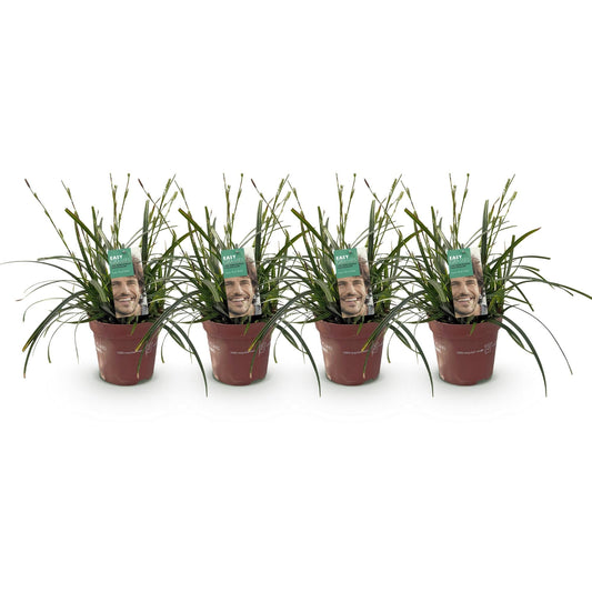 Siergrassen - Carex oshimensis Intense Green - 4 Planten - Forestbloom