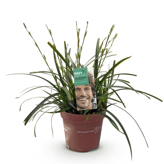 Siergrassen - Carex oshimensis Intense Green - Winterhard - Forestbloom
